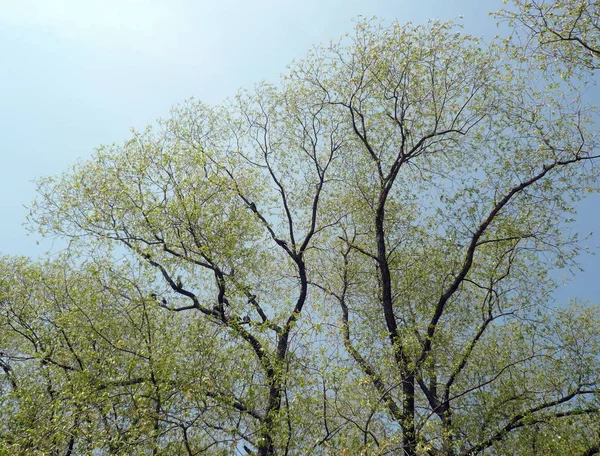 Młode Liście Drzewie Suchy Dzień Wiosny — Zdjęcie stockowe