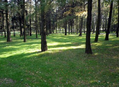 gün itibariyle iğne yapraklı orman