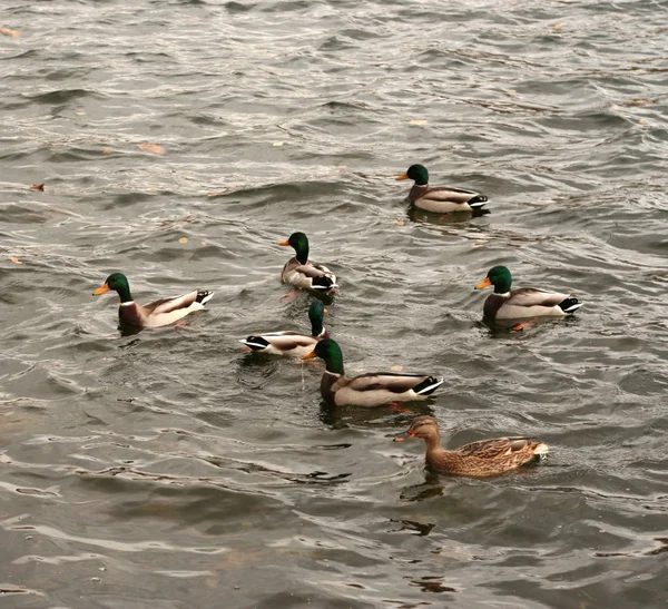 Canards Sur Eau Jour — Photo