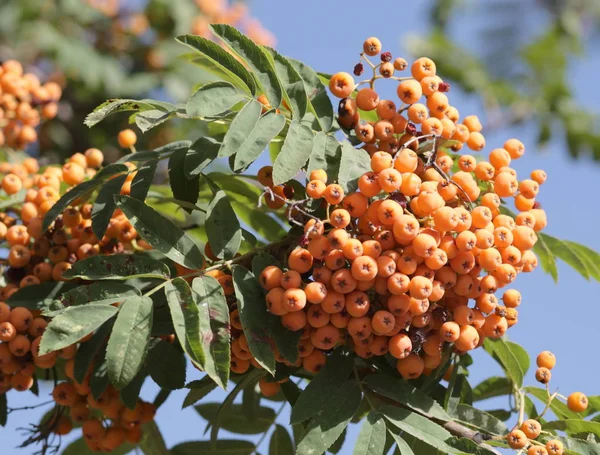 Ashberry Dry Sunny Day — Stock Photo, Image