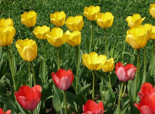 Rood Gele Tulp Lente — Stockfoto