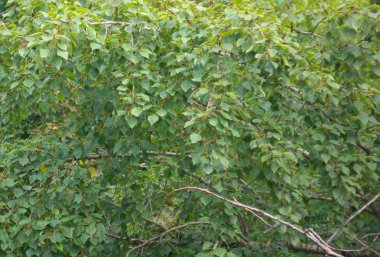 gününde yeşil yapraklar