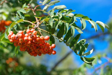 Kuru ve güneşli yaz gününde Ashberry