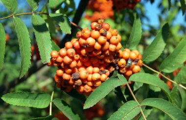 Kuru ve güneşli bir günde Ashberry