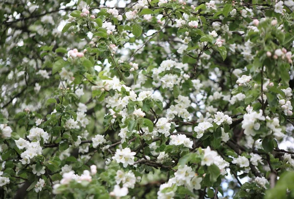 Flor Manzana Primavera — Foto de Stock