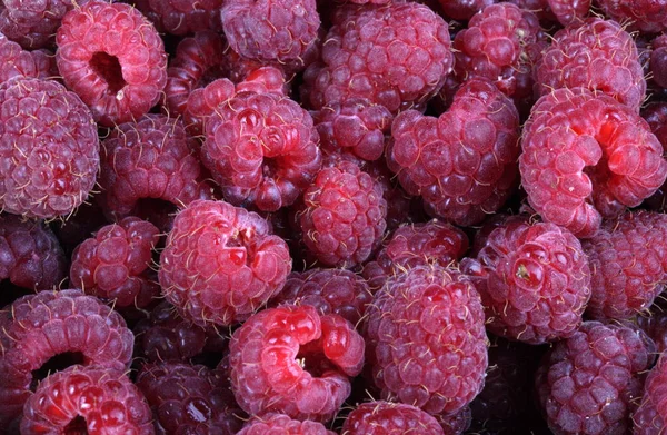 Many Raspberry Day — Stock Photo, Image