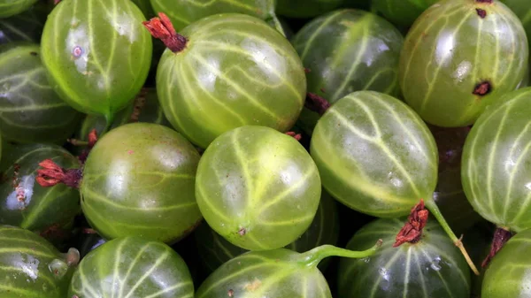 Viele Grüne Stachelbeerfrüchte — Stockfoto