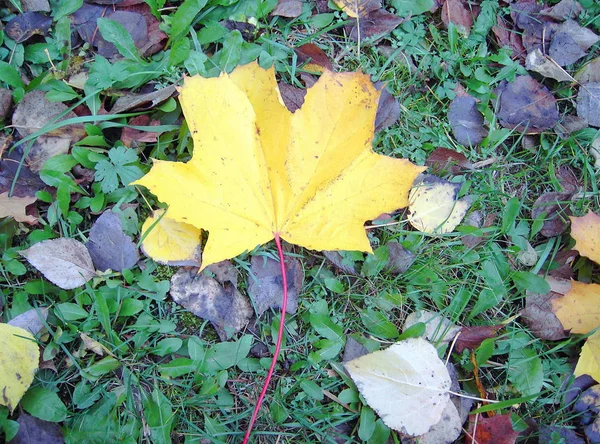 月末に地球上の黄色の葉 — ストック写真