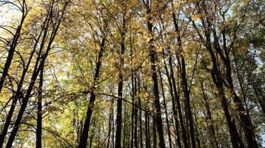 Sonbahar günü ağaçlar