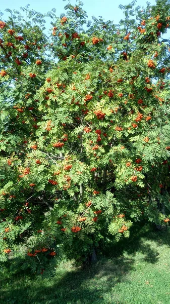 Ashberry à la journée sèche ensoleillée — Photo