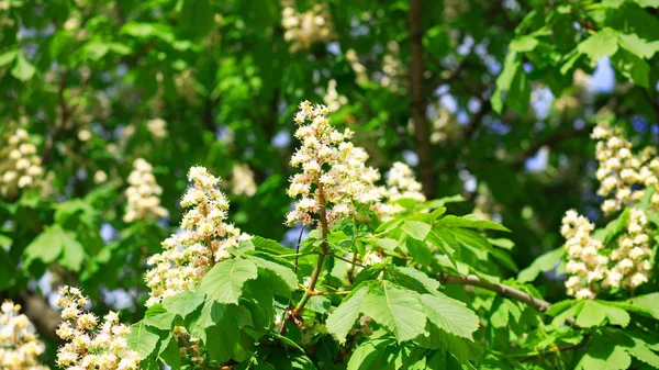 Castanha no dia da primavera — Fotografia de Stock