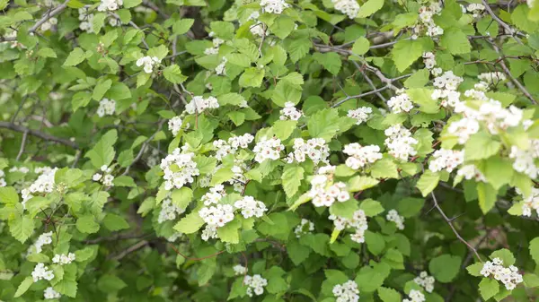 Cherry-tree flower at day — Stock Photo, Image