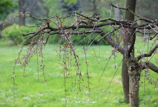 Baum am Frühlingstag — Stockfoto