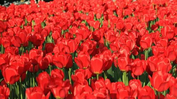 Červený tulipán na jaře — Stock fotografie