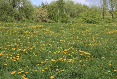 Bahar günü karahindiba