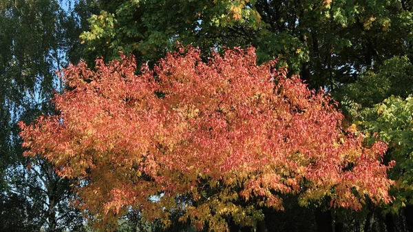 Красные и желтые листья осенью — стоковое фото