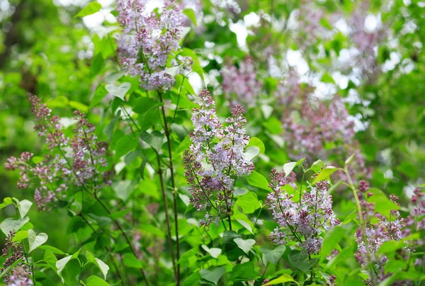 Lilac at spring day — Stock Photo, Image