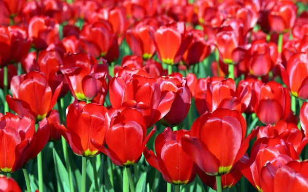 Tulipe rouge au printemps — Photo