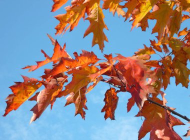 kırmızı akçaağaç sonbahar