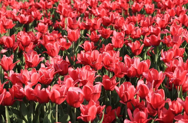 Červený tulipán na jaře — Stock fotografie