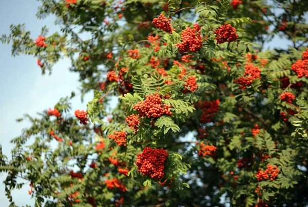 Ashberry with leafs at dry day — Stock Photo, Image