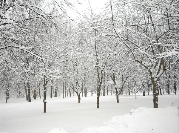 After snowfall — Stock Photo, Image