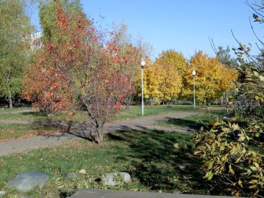Sonbahar, güneşli bir günde şehir parkında.