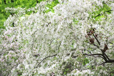 kiraz ağacı çiçek