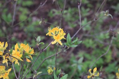 Baharda sarı çiçekler