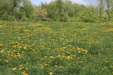 Karahindiba bahar günü