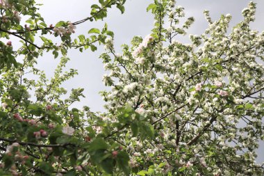 Baharda Elma Çiçeği