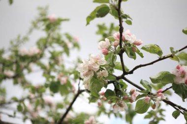 Baharda Elma Çiçeği