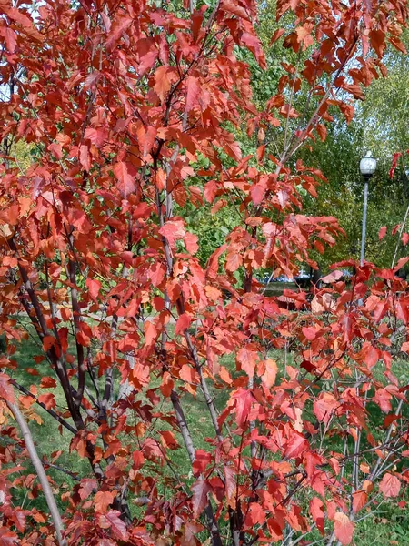 Sonbaharda kırmızı meşe yaprakları — Stok fotoğraf