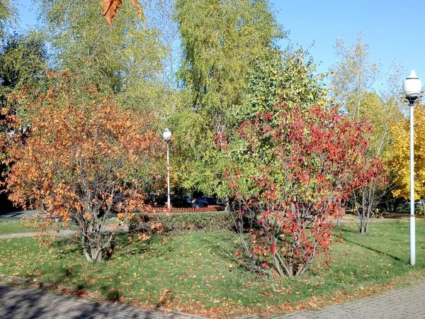 Осень в городском парке в сухой солнечный день — стоковое фото