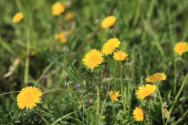 Dandelion at spring day — Stock Photo, Image