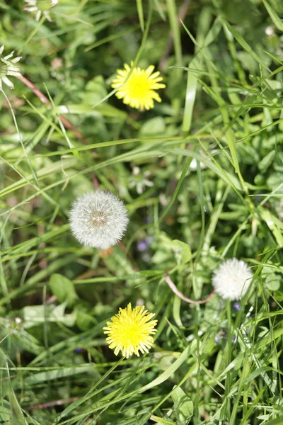 Dente di leone a giorno di primavera — Foto Stock