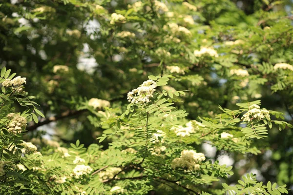 Fraisier au jour du printemps — Photo