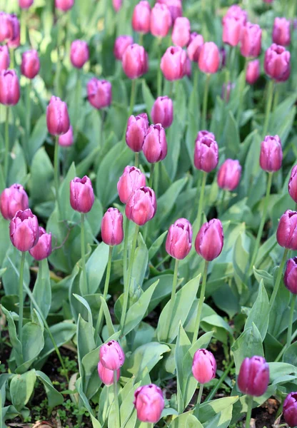 Red Tulip at Spring — Stock Photo, Image