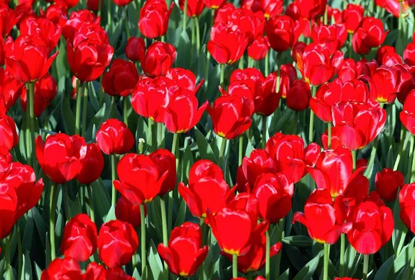 Red tulip at spring — Stock Photo, Image