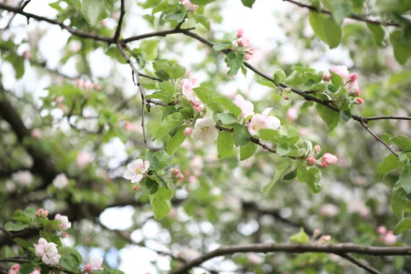 Fiore di mele in primavera — Foto Stock