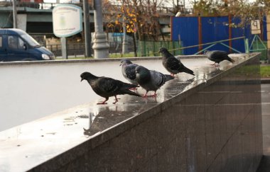 Granit Parapet üzerinde güvercin