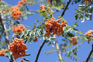 Ashberry ile gökyüzü arka planda, Eylül yapraklar 
