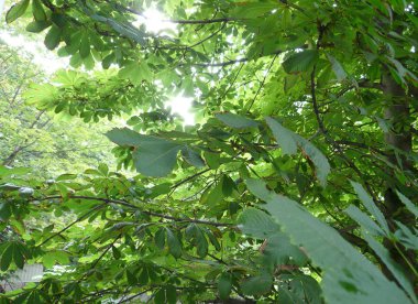 gün kestane yapraklar