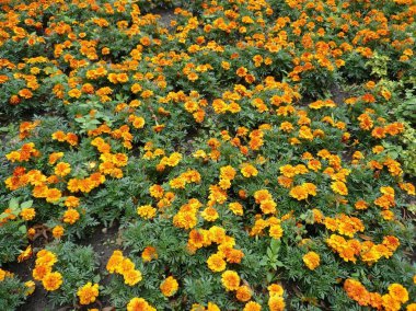 flowerbed sarı çiçekler