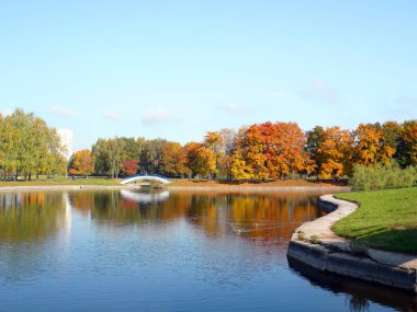 Şehir parkı altın yağmuru