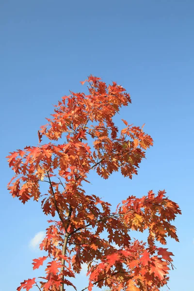 Červené dubové listy na podzim — Stock fotografie