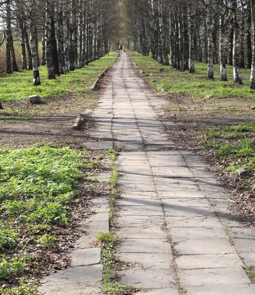 Printemps dans le parc municipal — Photo