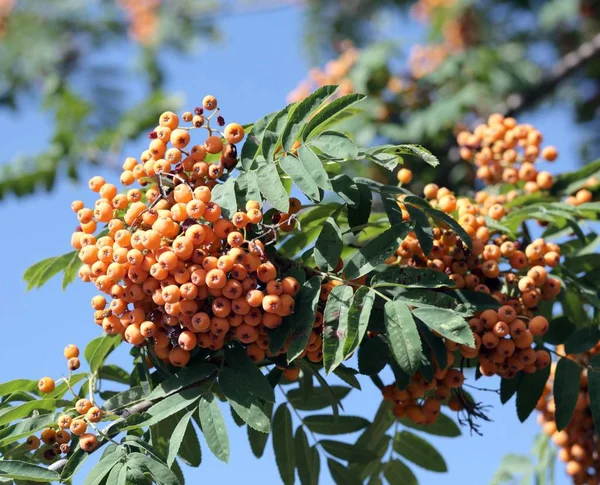 Ashberry at dry day — Stock Photo, Image