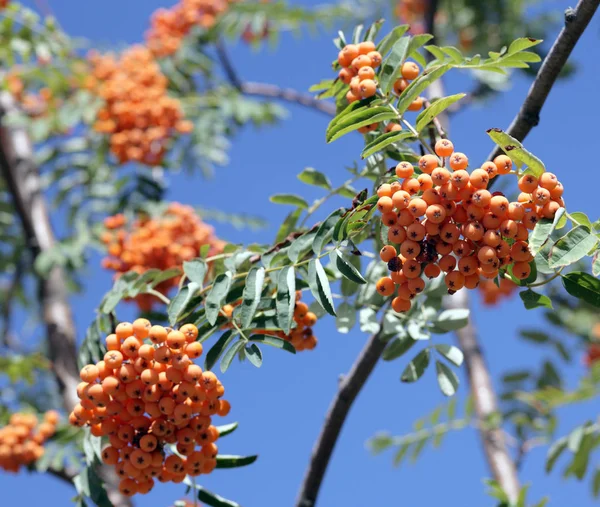 Ashberry with leafs on sky background, september — Stock Photo, Image