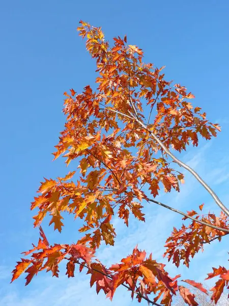 Roter Ahorn im Herbst — Stockfoto